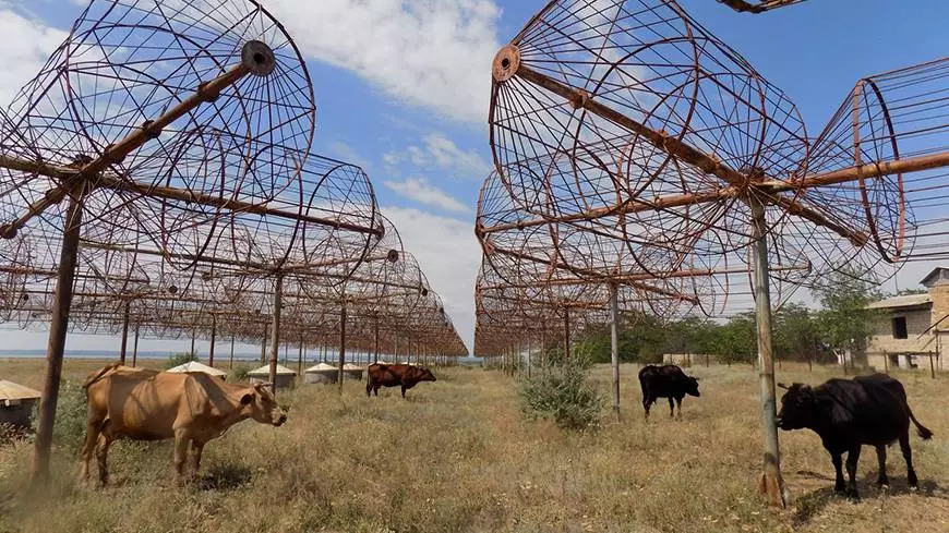 Выпас коров на территории радиоинтерференционного телескопа «Уран-4», Маяки, Одесская область