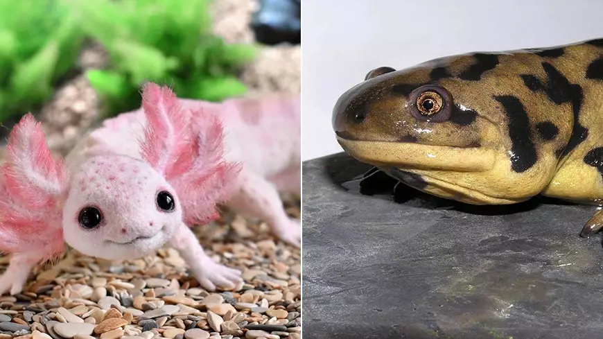 аксолотль и амбистома