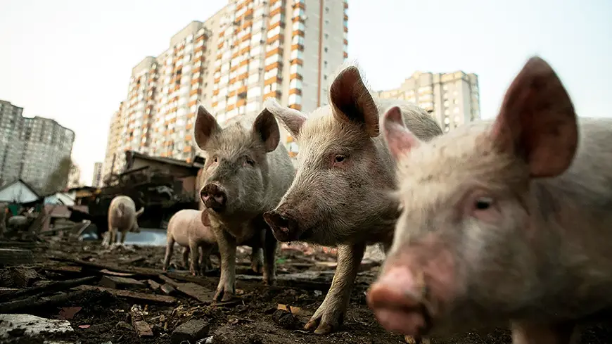 Свинарник в Киеве