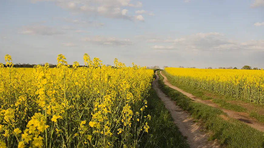 поле рапса