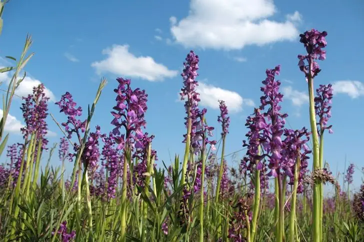 Дикие орхидеи на Кинбурнской косе