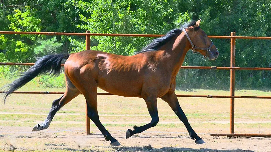 Русская рысистая