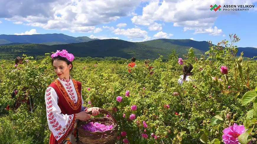 Сбор роз в Болгарии