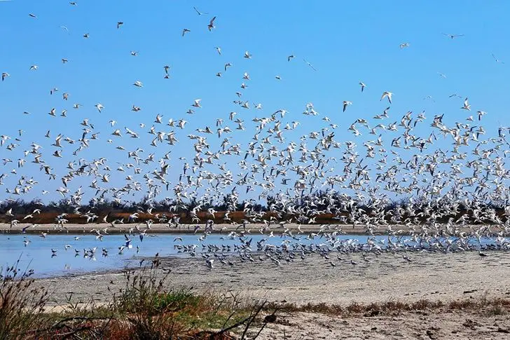 Птицы на Кинбурнской косе