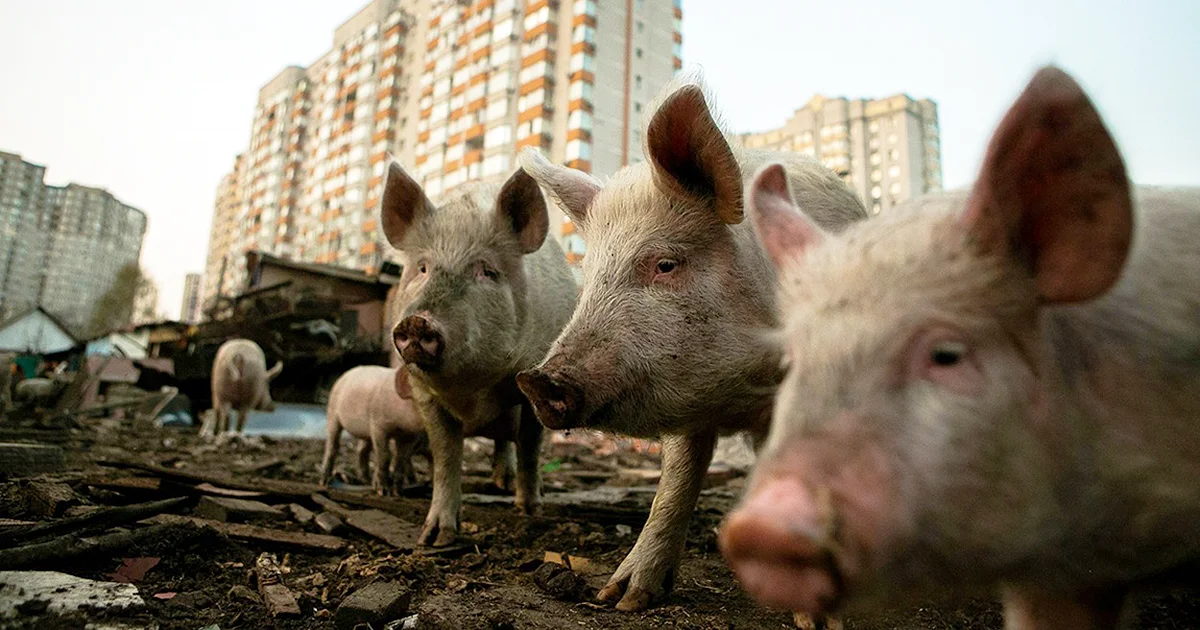 галковский об украинцах